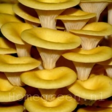 images/productimages/small/Pleurotus citrinopileatus shop 1.jpg